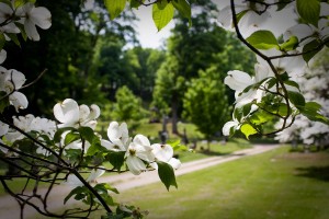 East End Flowering Tree        